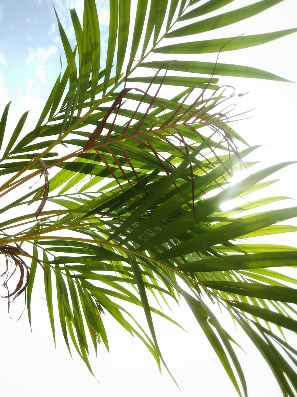 green leaf plant under bright sky