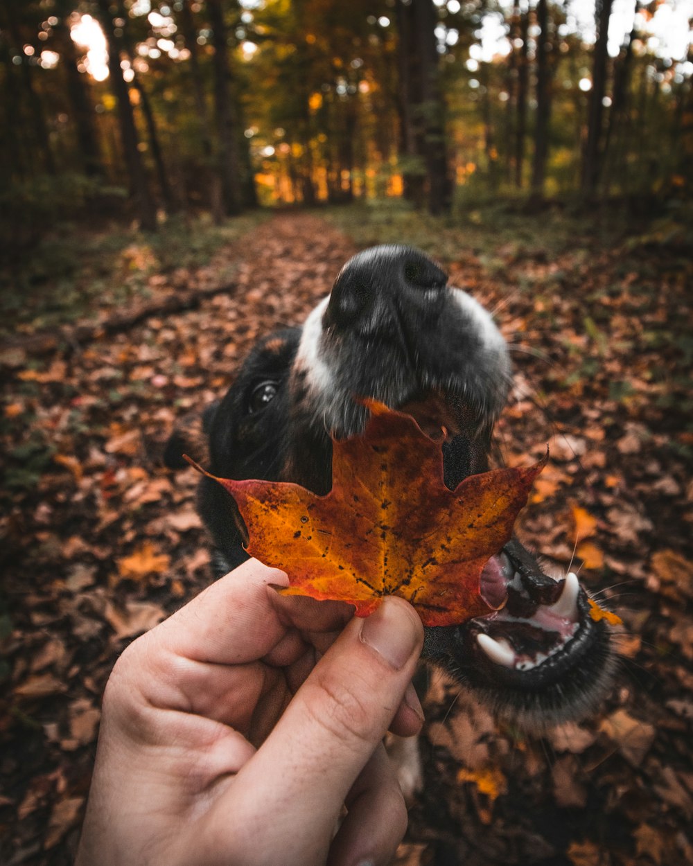 person holding leaf beside dog