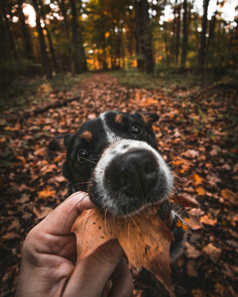 cão preto e marrom