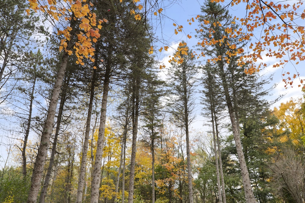 green-leafed trees during daytime