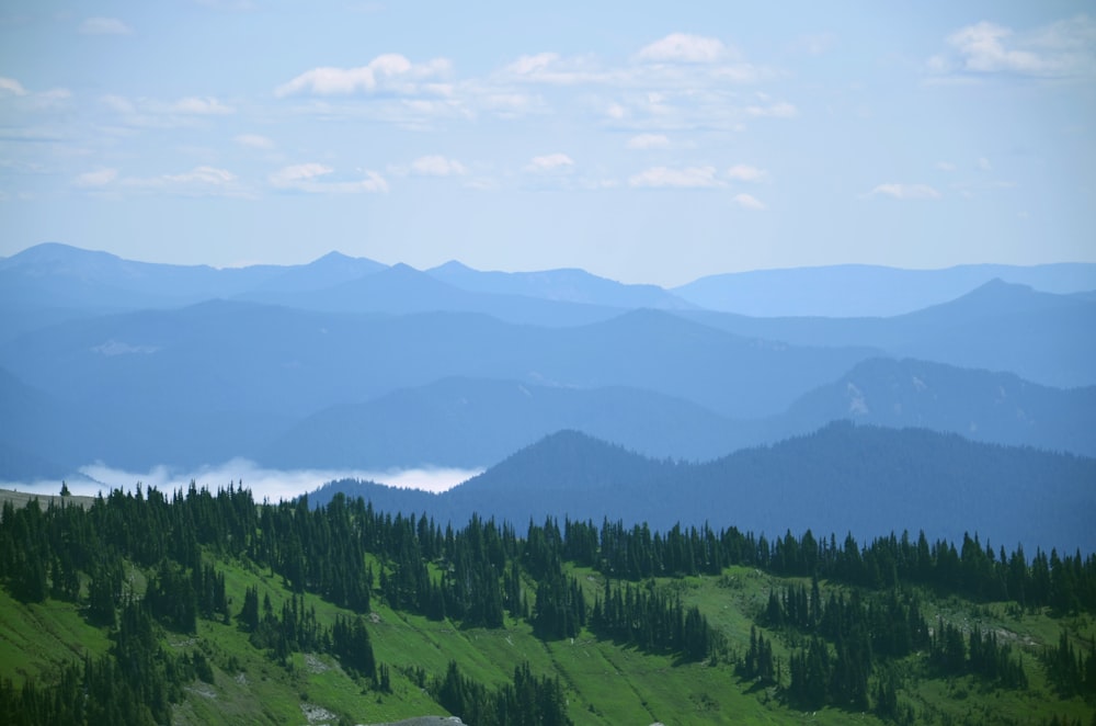 green forest near mountain range during daytime