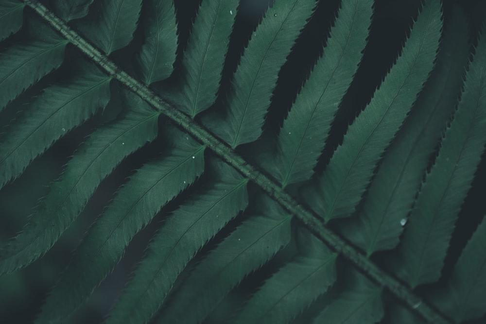 green leaves