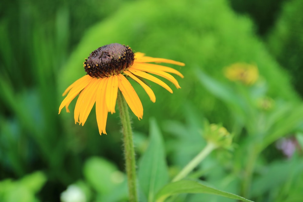 close view of sunflower