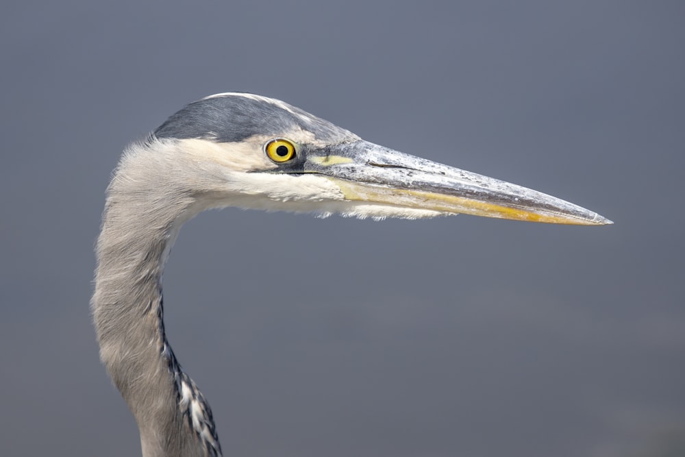 close-up photography of white and blue bird