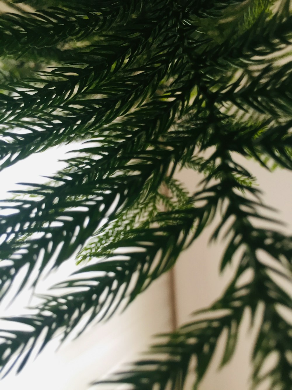 close view of pine tree