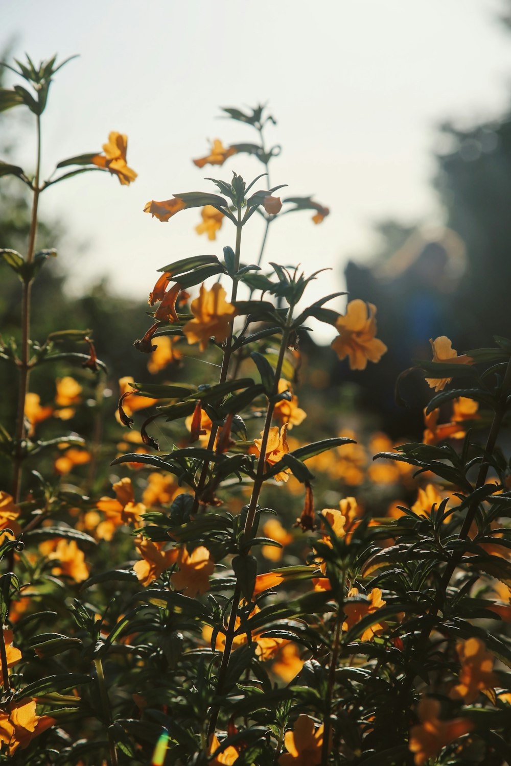 macro photography of orange petaled flowers