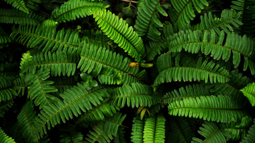 top view of green ferns