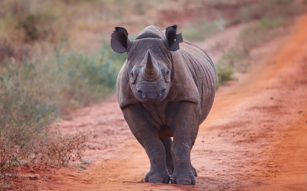 rhino walking beside green grass during daytime