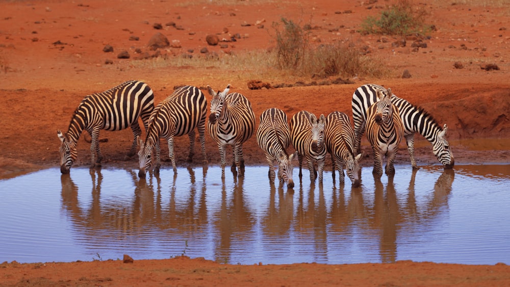 herd of zebra on swamp