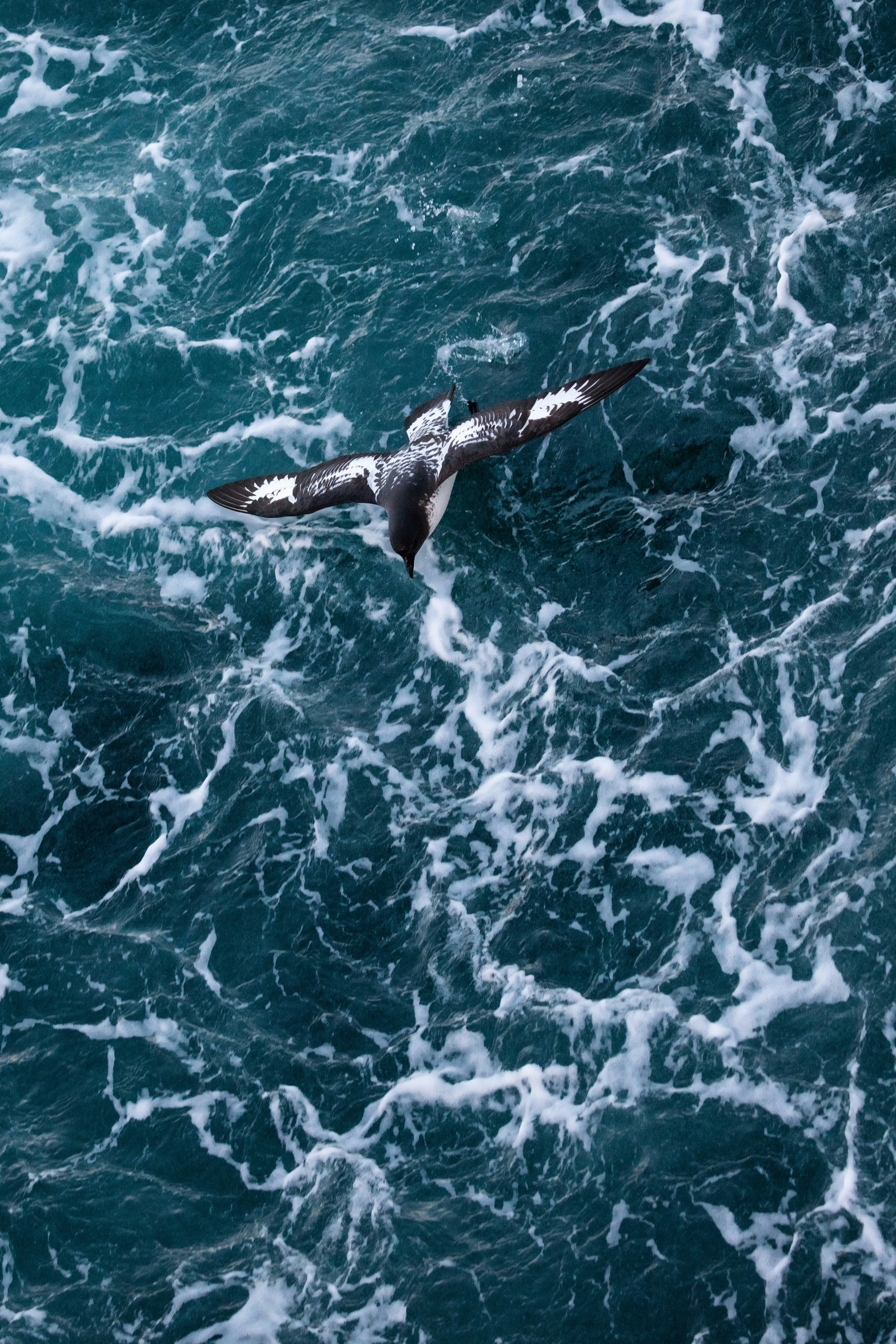 black and white bird flying under water