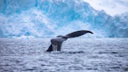 whale fin breaching water by glacier