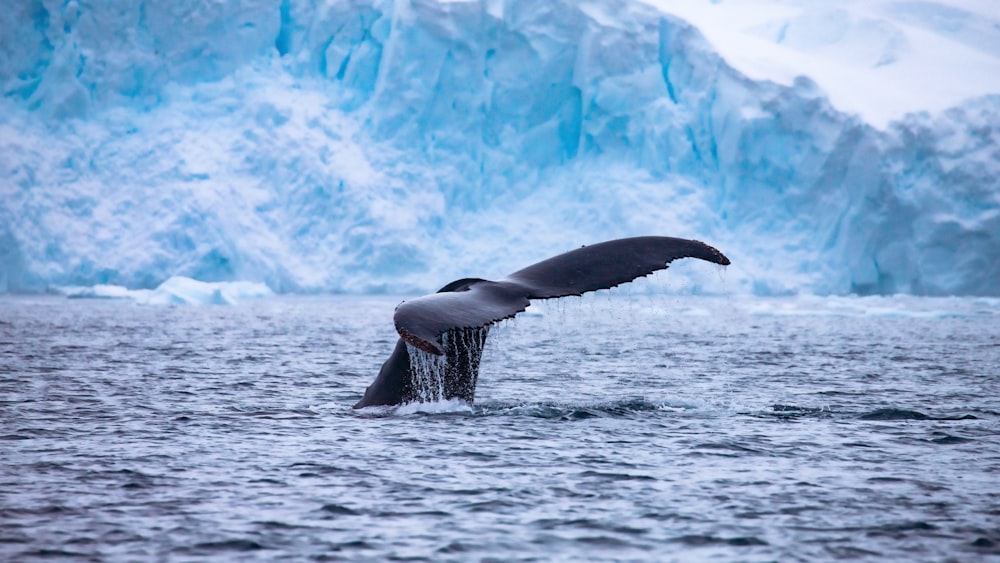 whale fin breaching water by glacier