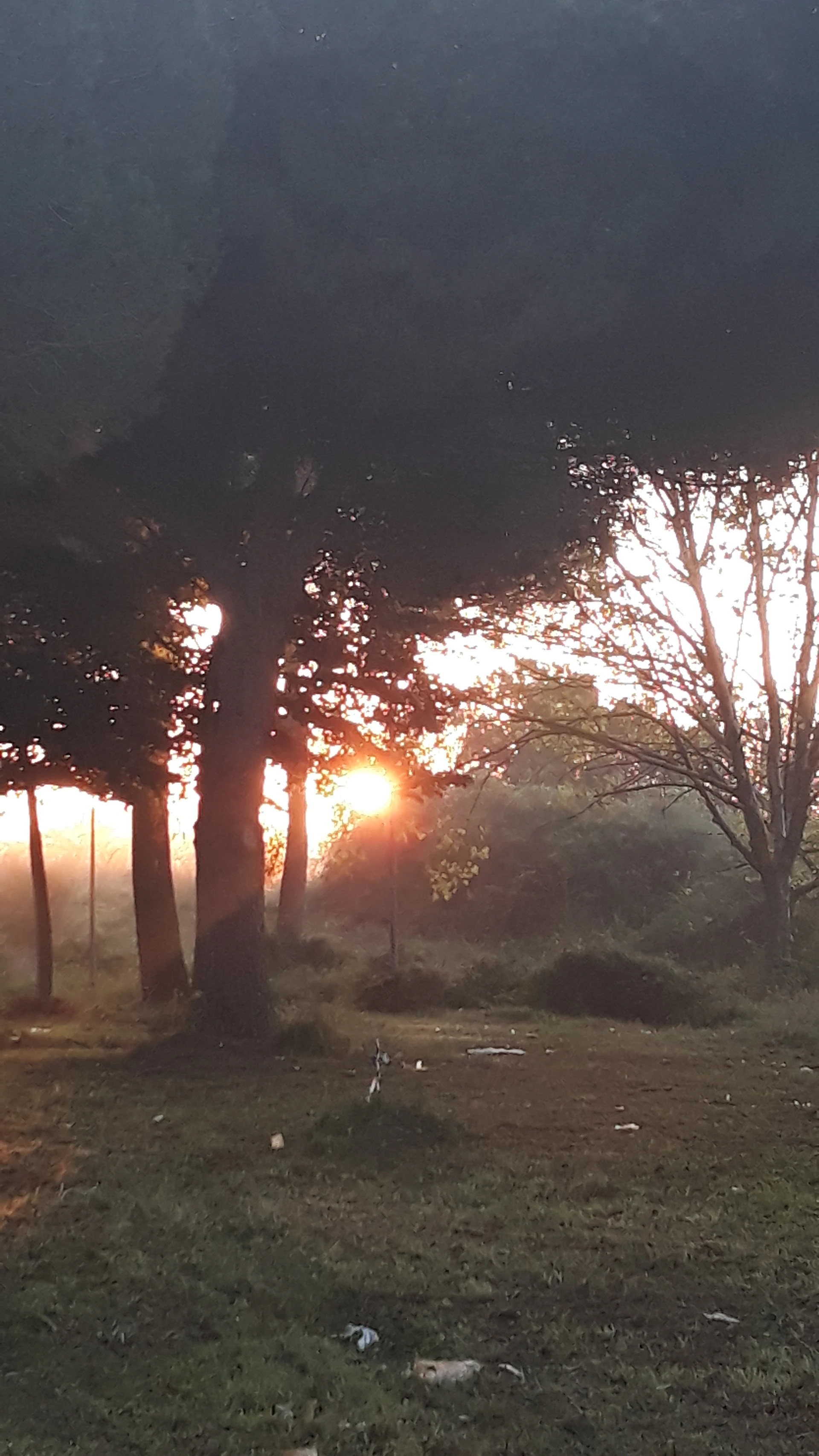 A warm-toned video still capturing a serene sunset over a quiet forest, highlighting the gentle interplay of light and shadow.