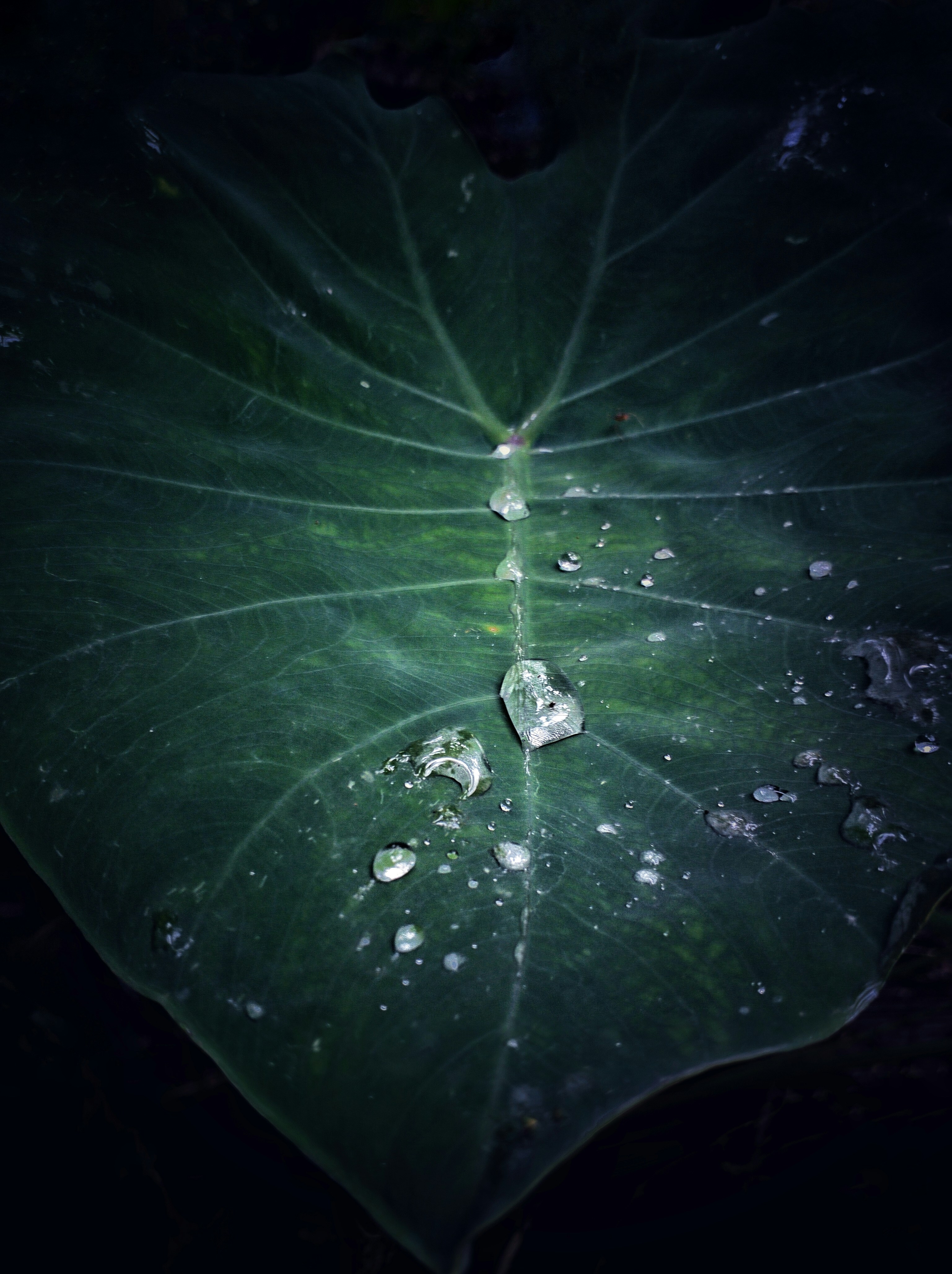 Photo by jaison52407