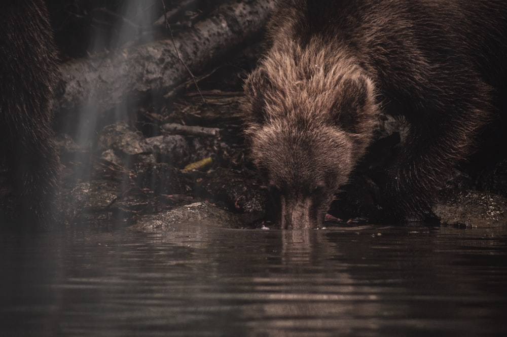 bear drinking water