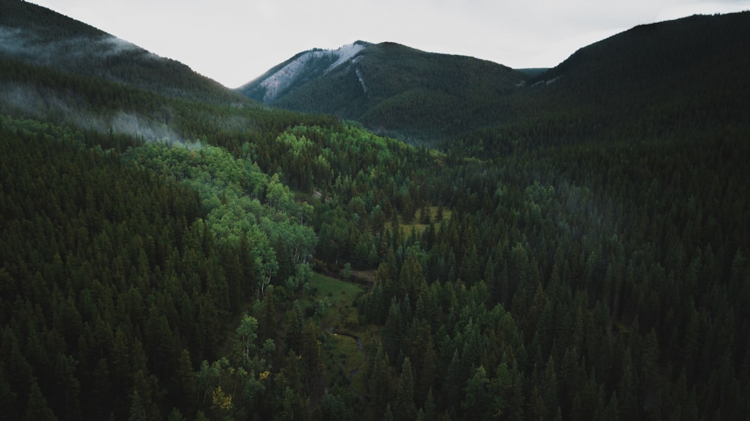 green trees near mountain during daytime