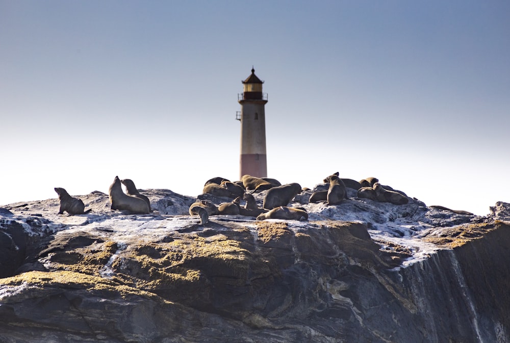 gray lighthouse on gray mountain