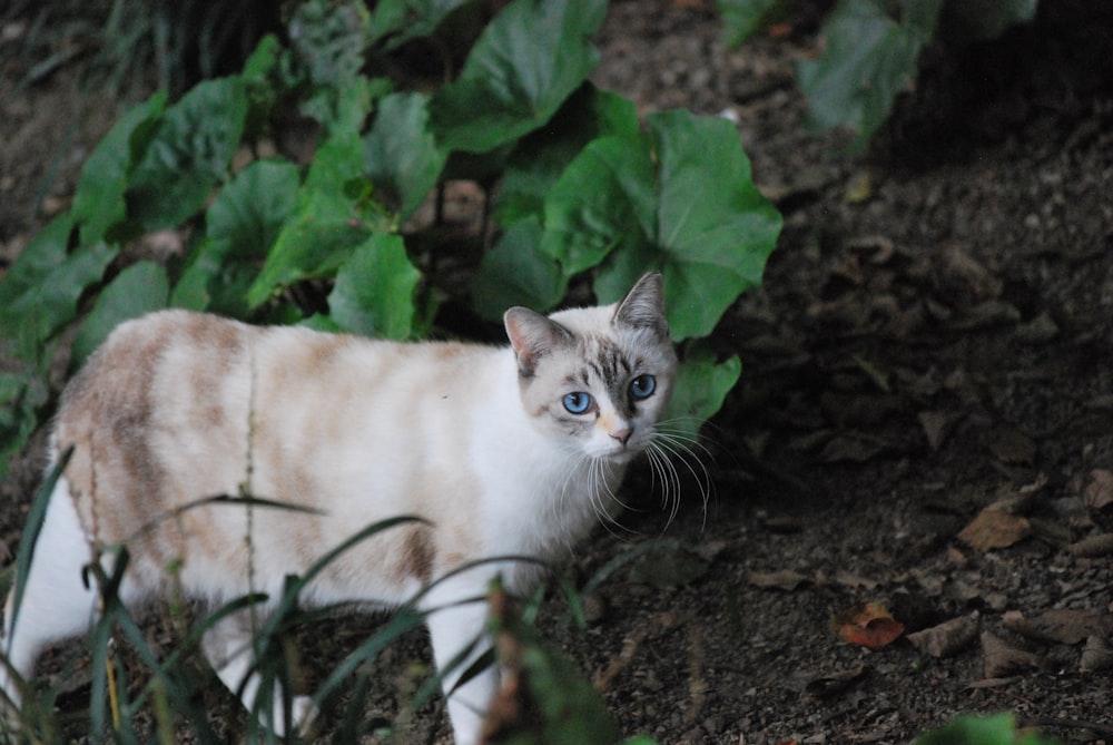 white and beige cat by plant