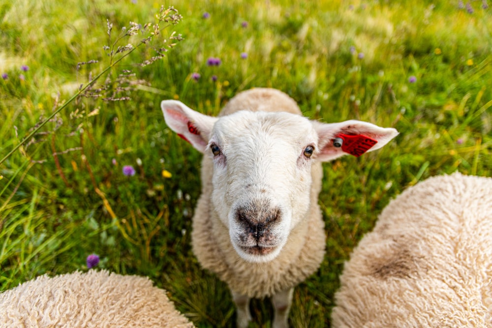 white sheeps on grass field