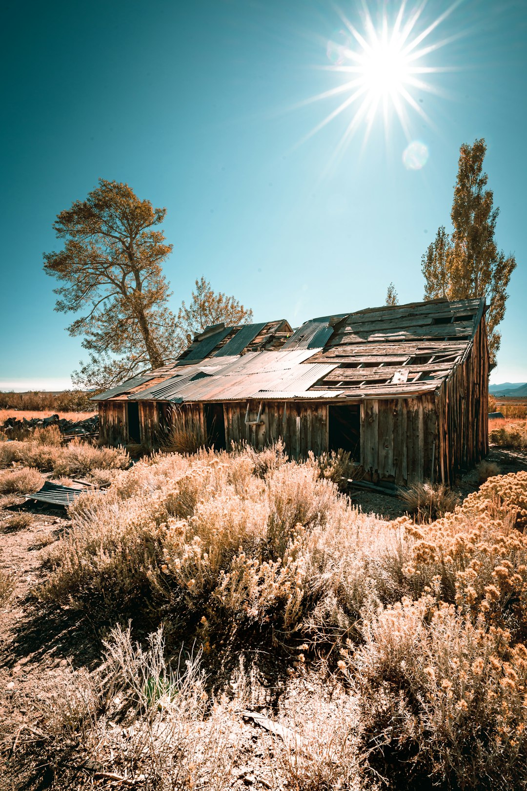 abandoned house beside trees during daytime