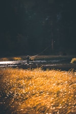 A serene morning scene of an angler casting a fly rod into the calm River Tees with lush green banks.