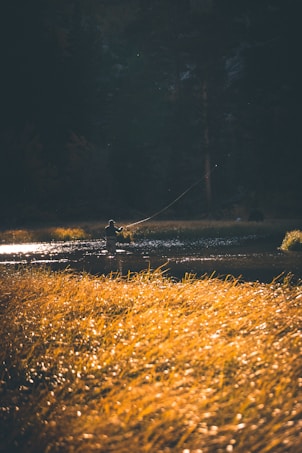 A person is fly fishing in a tranquil river surrounded by tall grasses glowing in the warm morning or evening sunlight. The surrounding area is lush with deep green trees creating a serene and peaceful atmosphere.