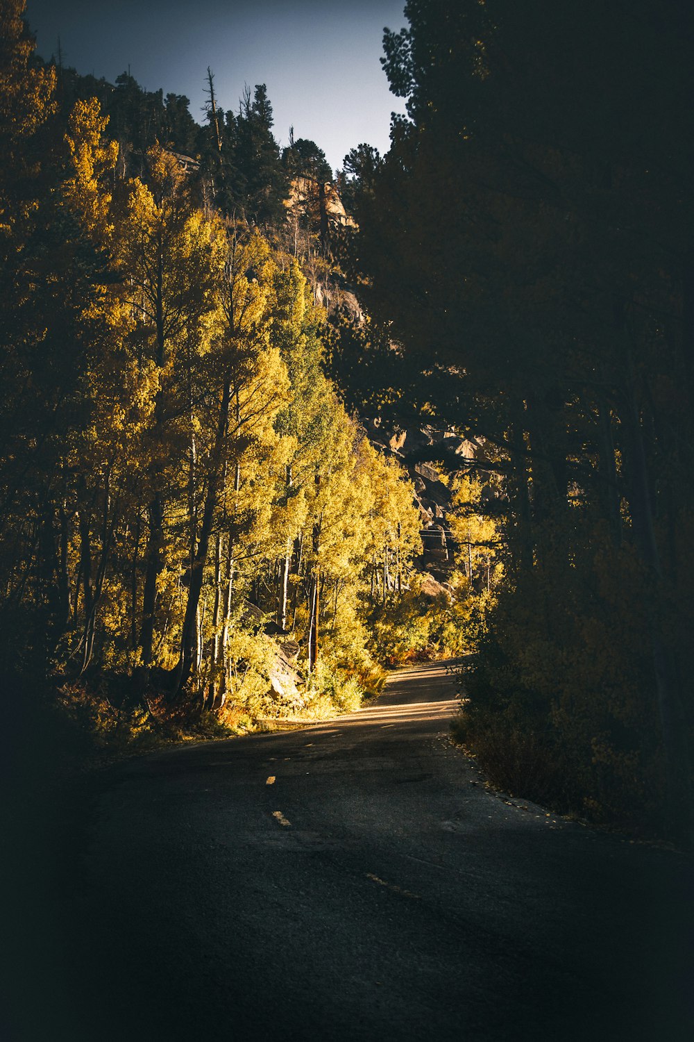 gray road between green trees