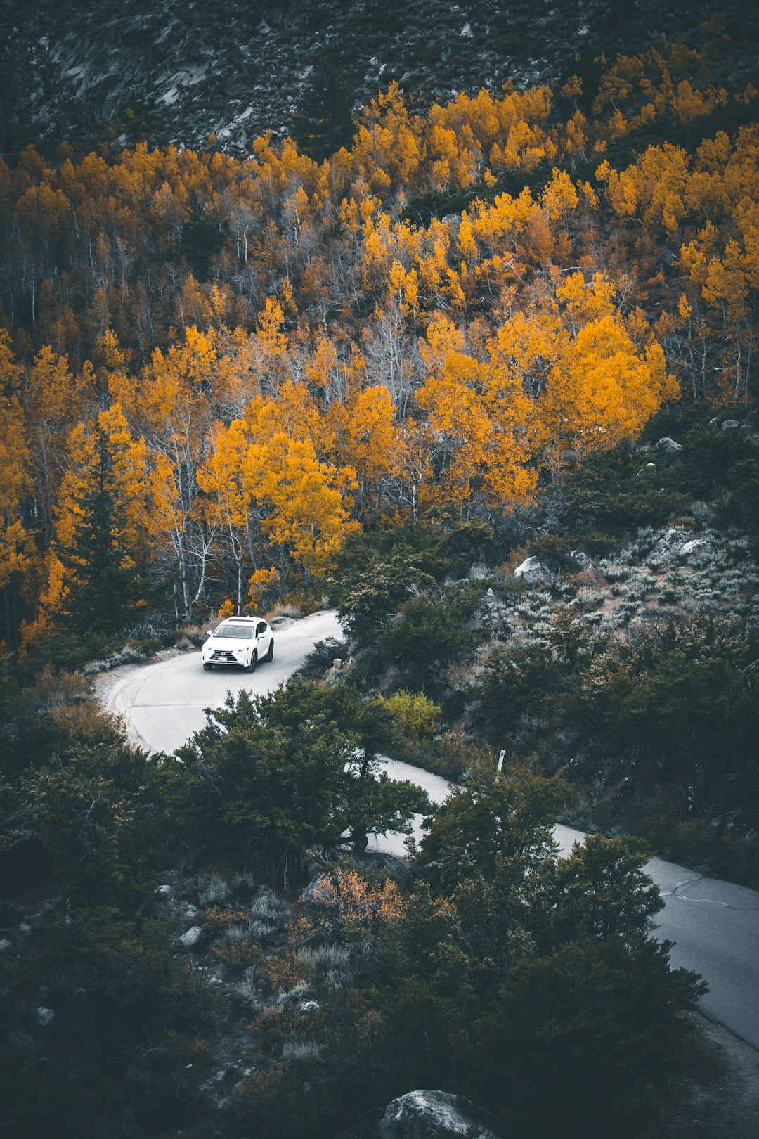 yellow-leafed trees