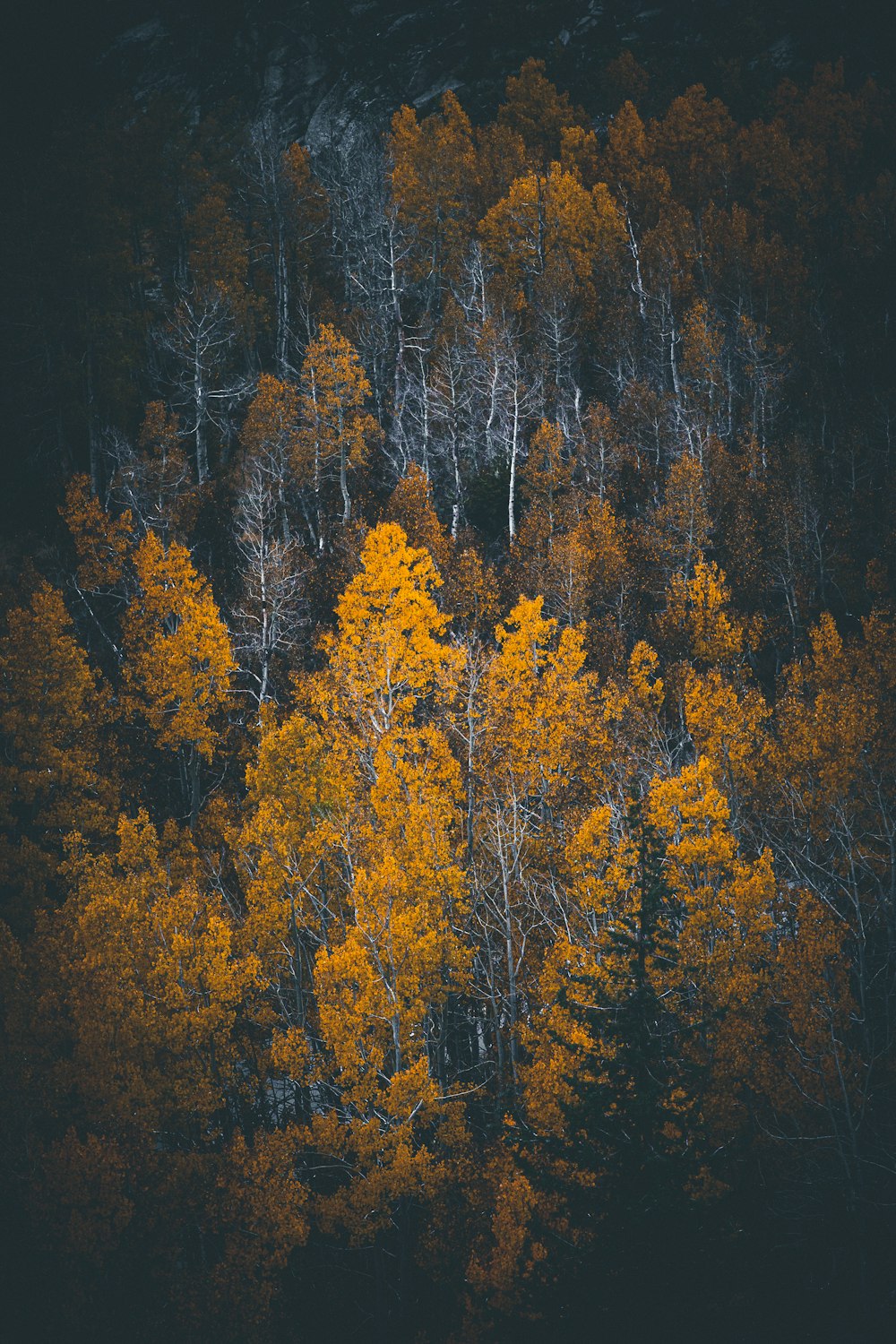 closeup photo of green leafed trees