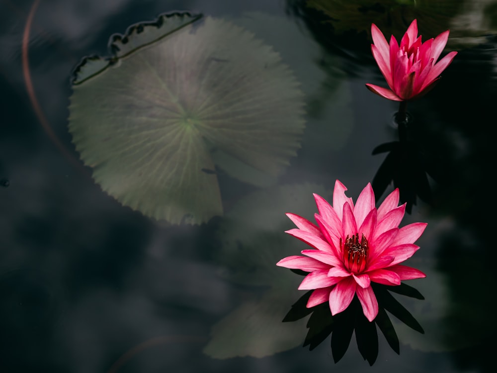 Fotografia a fuoco selettiva di fiori di giglio rosso