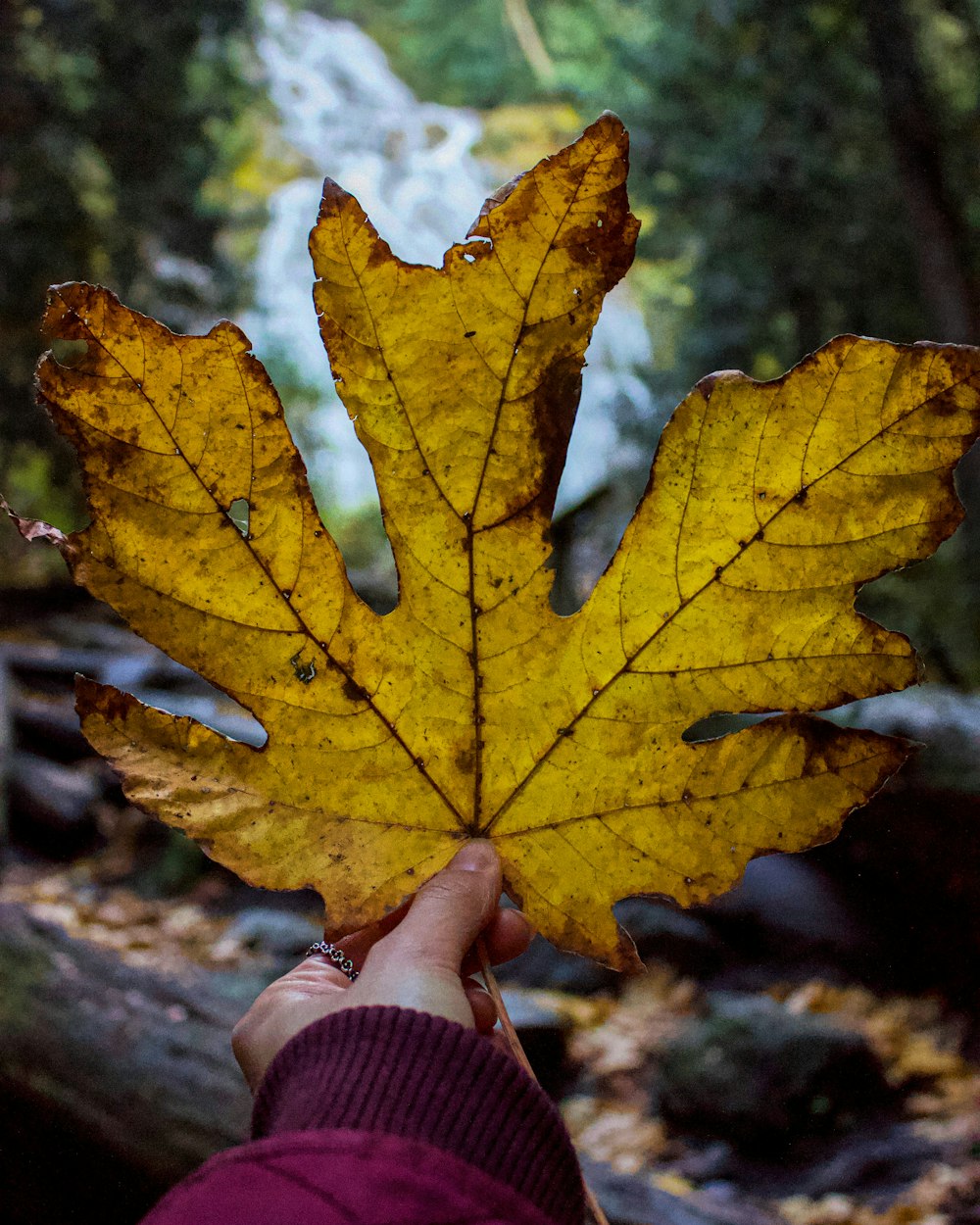 yellow leaf