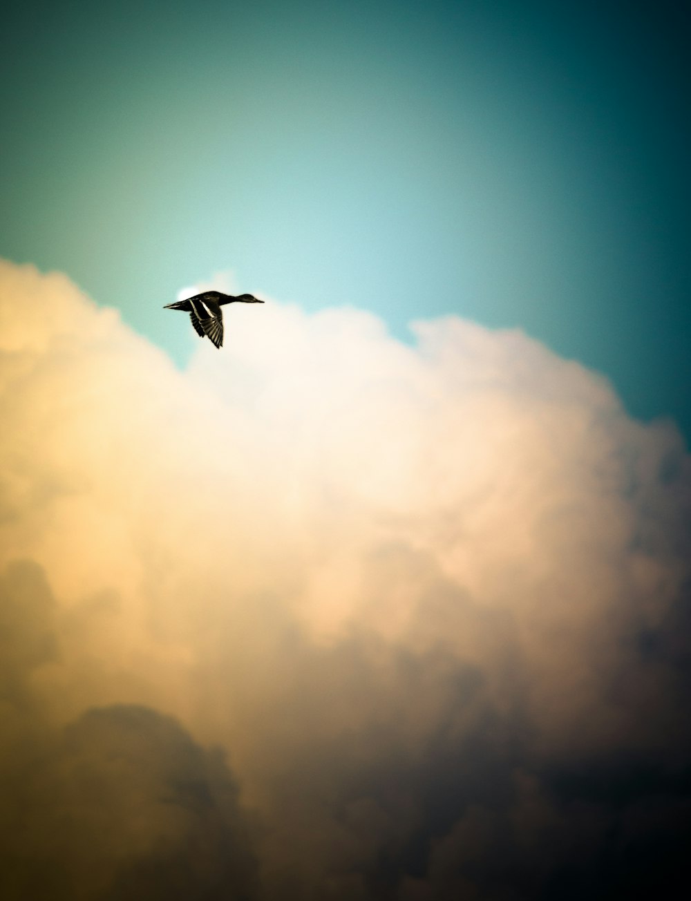 black duck flying over white sky during daytime