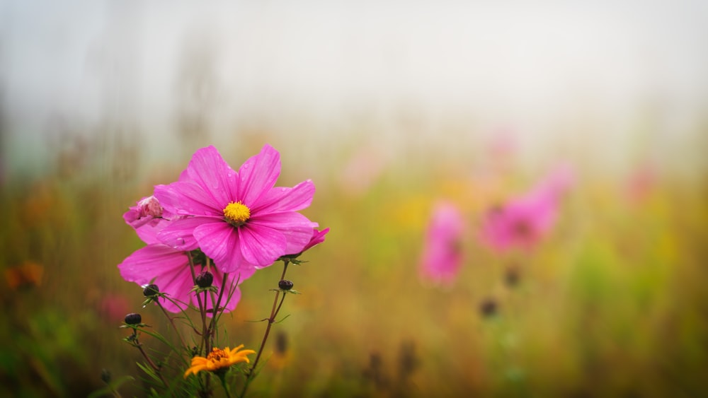 pink flowers in bloom