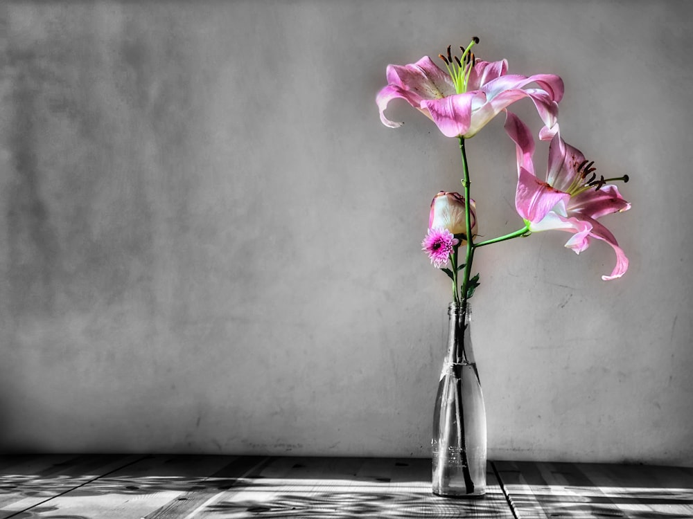 pink-and-white petaled flower and glass vase