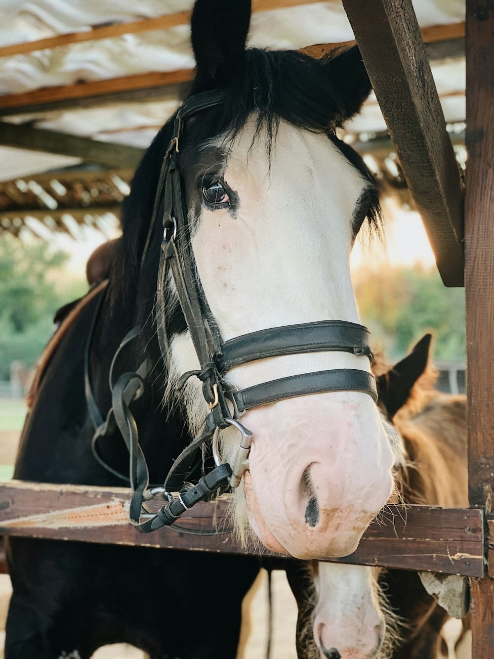 Cheval noir et blanc