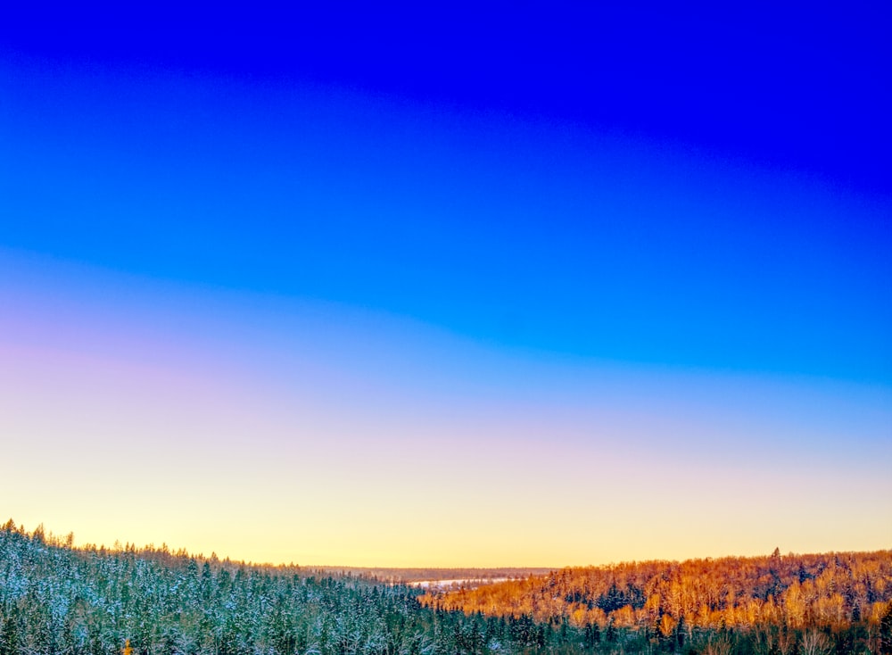 trees under blue sky