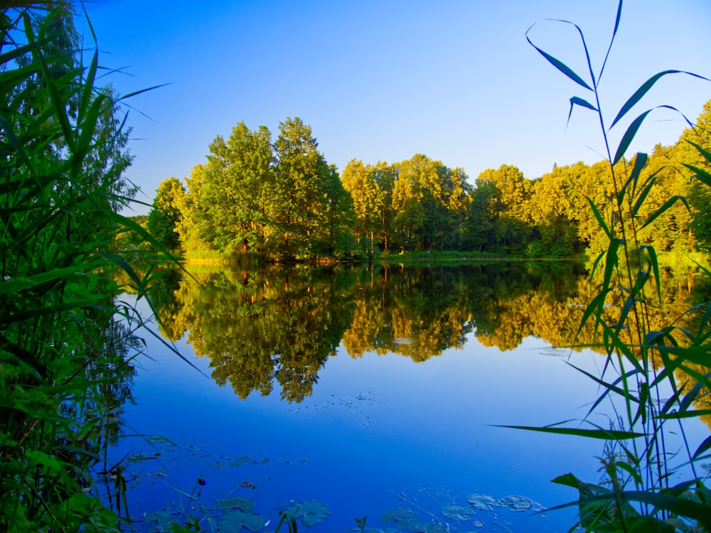 reflection of trees on body of water underblue sky