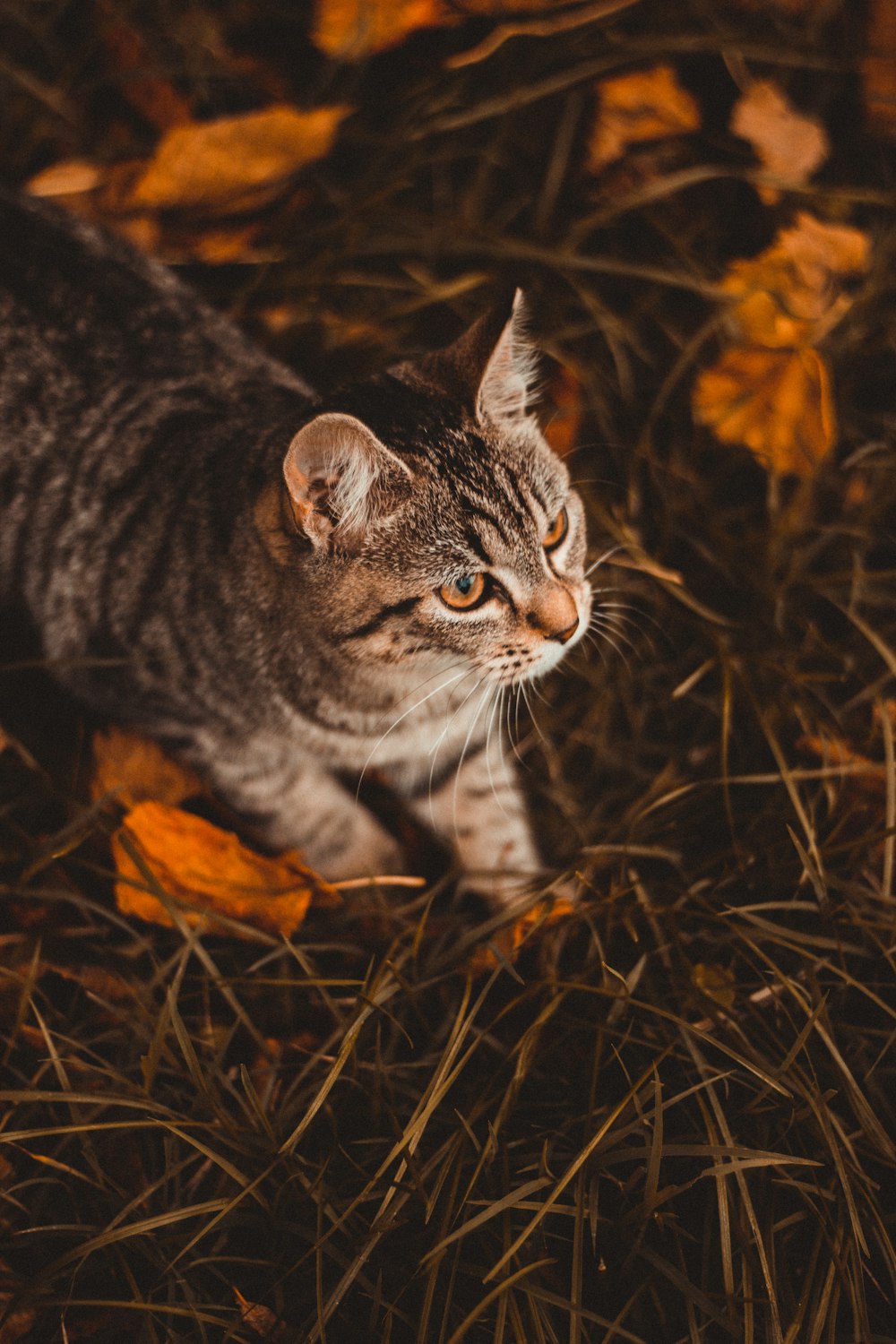 gato tabby marrom