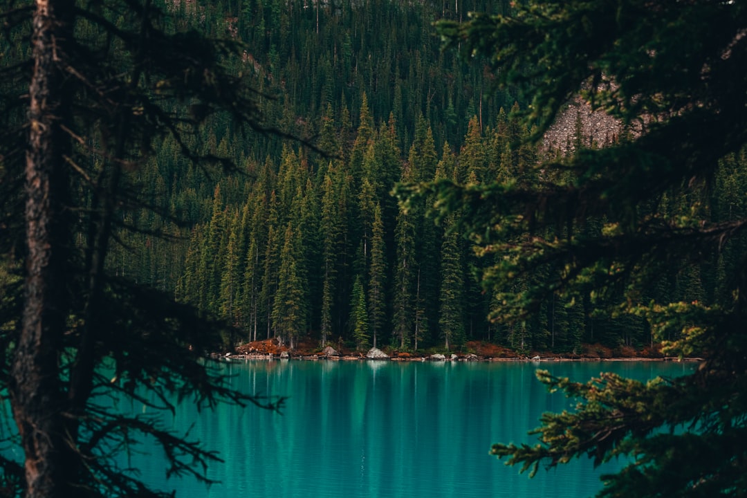 Tropical and subtropical coniferous forests photo spot Moraine Lake Banff,