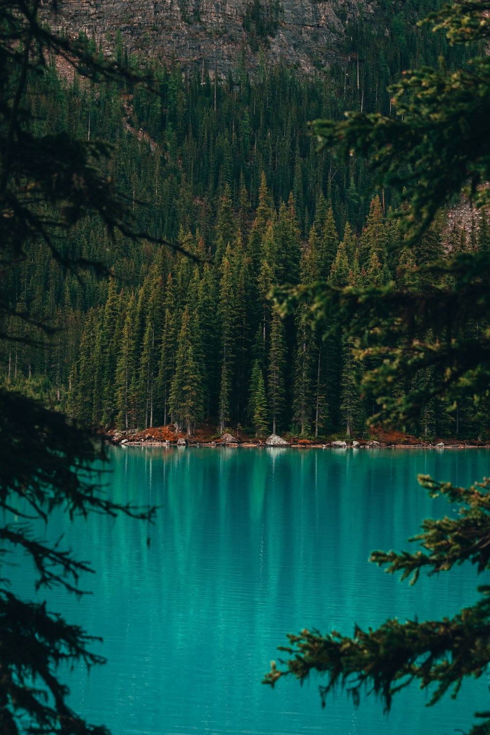 trees near body of water