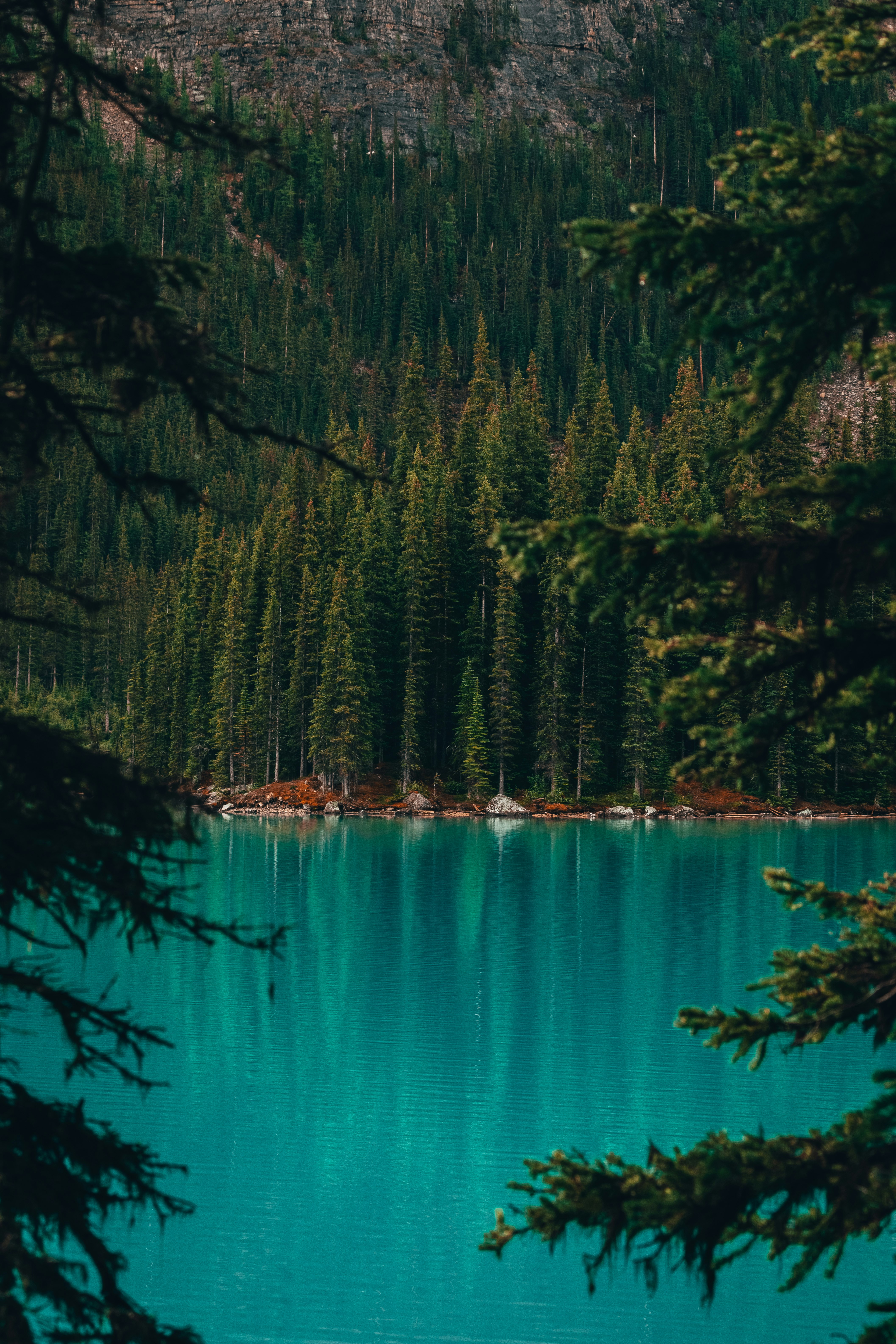 trees near body of water