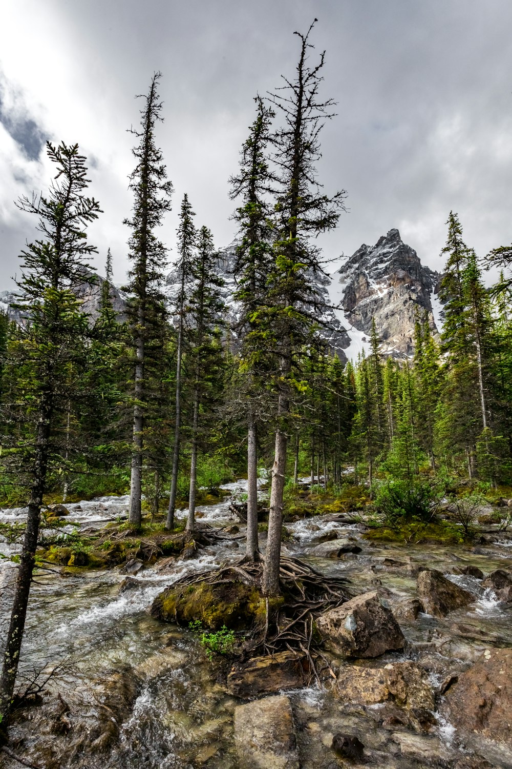 alberi verdi ad alto fusto su terreno roccioso durante il giorno