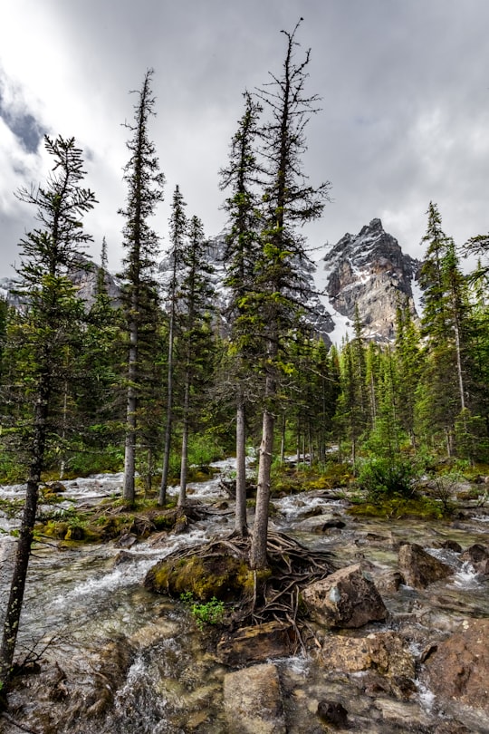 green tall trees on rocky terrain during daytime in Moraine Lake Canada
