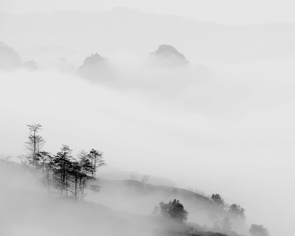 trees covered by fog
