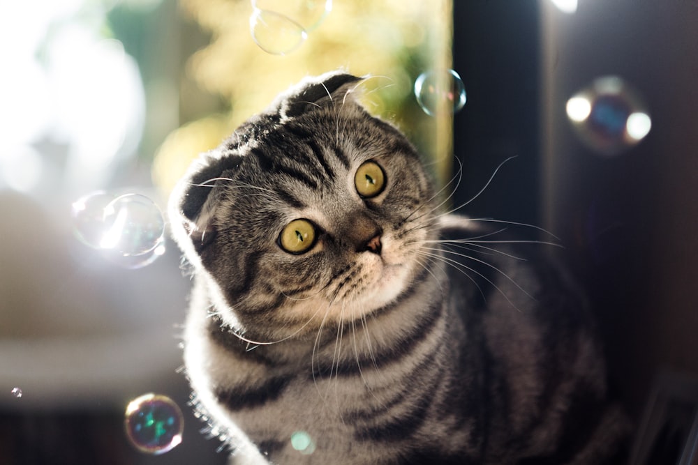 selective-focus of white and gray tobby cat