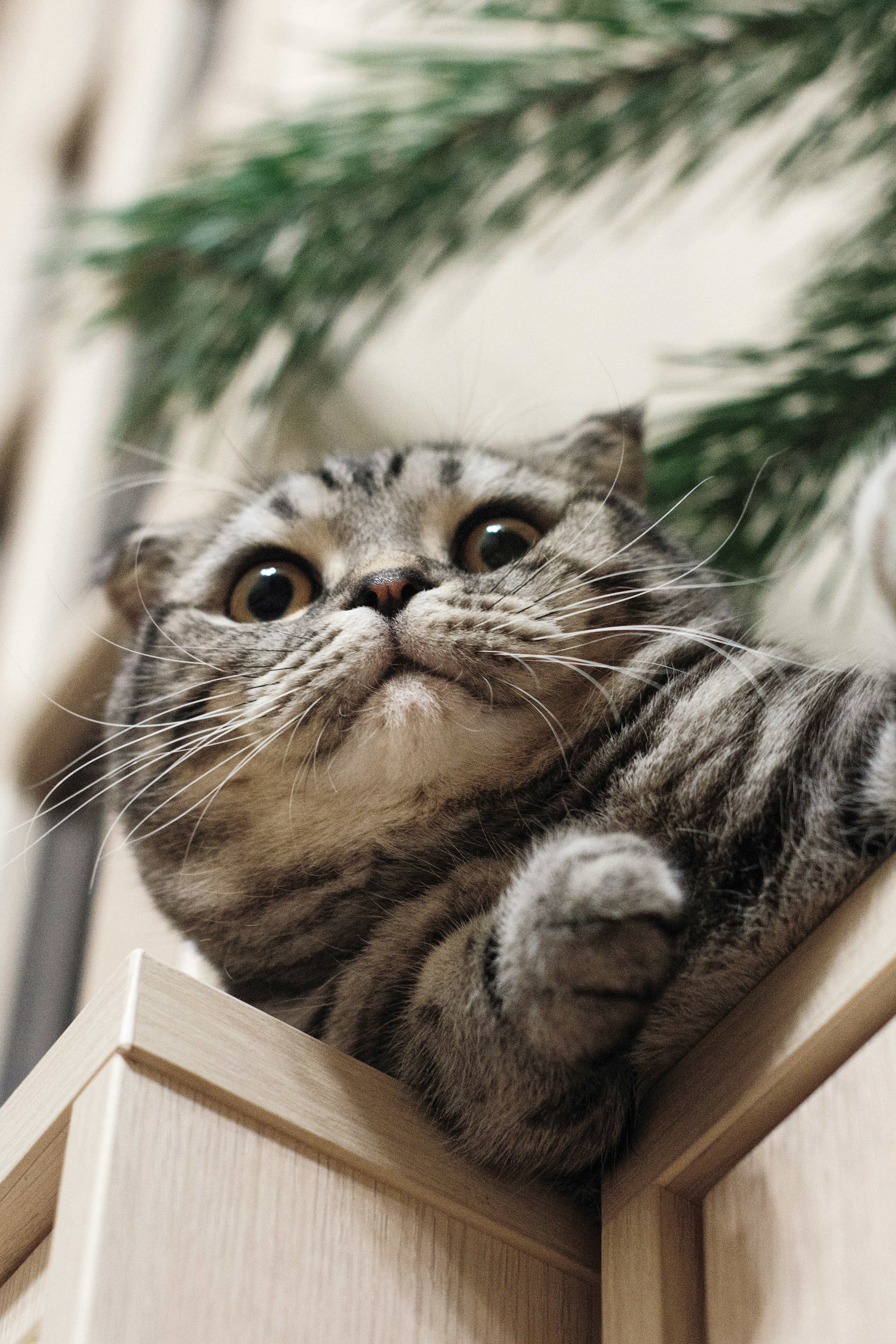 selective focus photography of gray cat beside wall