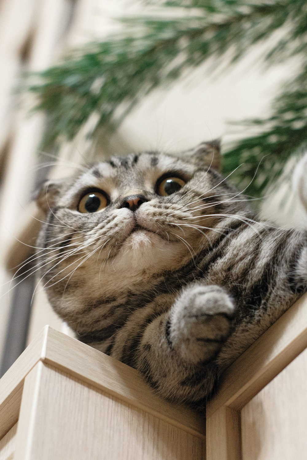 Fotografía de enfoque selectivo de gato gris al lado de la pared