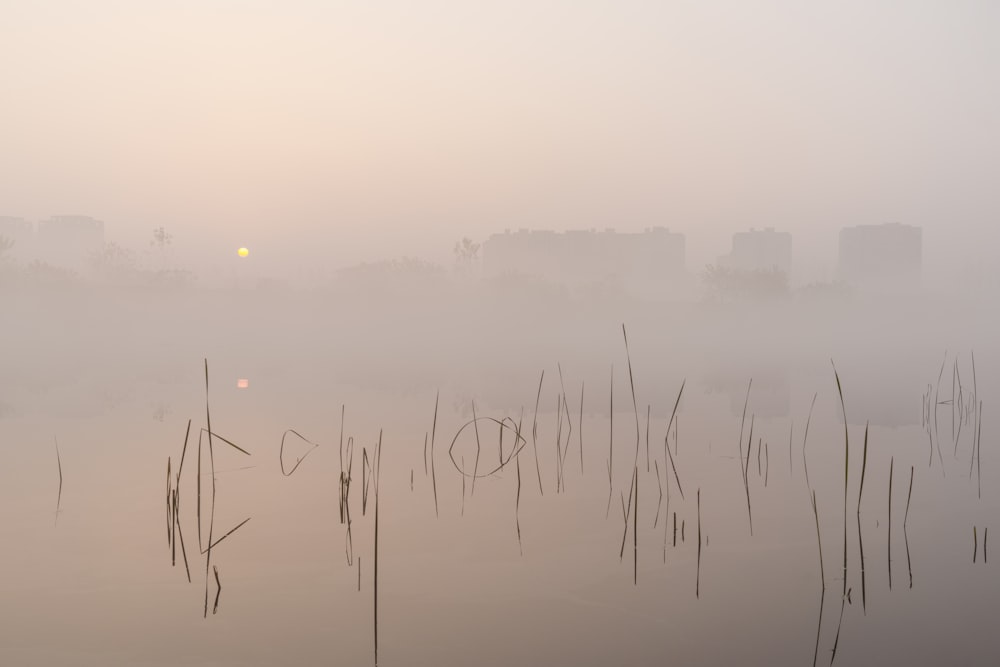 a foggy lake with reeds in the foreground