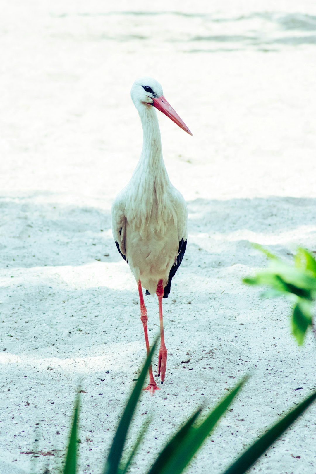  white and black bird on white sand stork