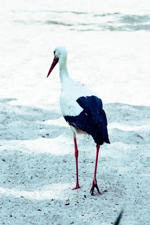 A stork with a long, straight beak and predominantly white plumage with black wings is standing on sandy ground. The bird has long red legs and is gazing in one direction.